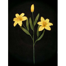 Tiger Lily, yellow (lot of 12) 25006 yellow