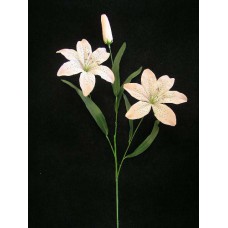 Tiger Lily, peach (lot of 12)