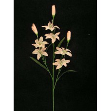 Mini Tiger Lily, peach (lot of 12)