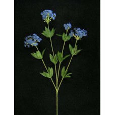 Candytuft, navy blue (lot of 24)