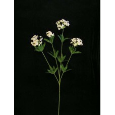 Candy Tuft, peach (lot of 24)