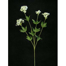 Candy Tuft, royal blue (lot of 24)