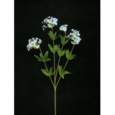 Candy Tuft, wedgwood blue (lot of 24)