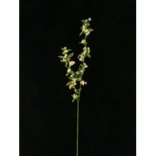 Spirea Spray, peach (lot of 12)