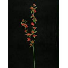 Spirea Spray, red (lot of 12)