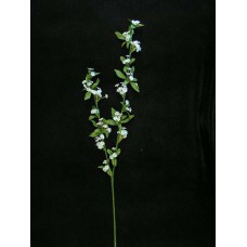 Spirea Spray, wedgwood (lot of 12)
