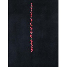 Prune, red (lot of 24)