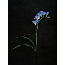 Freesia Silk Flower, royal blue, 21 inch (lot of 12)