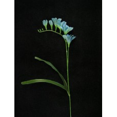 Freesia, teal blue (lot of 12)