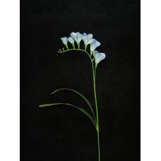 Freesia, wedgwood blue, Artificial Silk Flower (lot of 12)