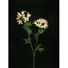 Japanese Azalea Spray, peach (lot of 12)