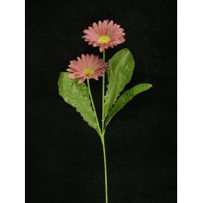 Gerber Daisy, mauve (lot of 24)