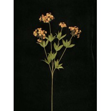 Candy Tuft, brandy combo (lot of 12)