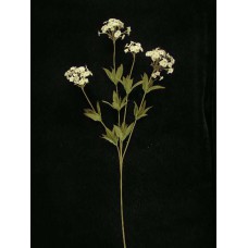 Candy Tuft, mauve combo (lot of 12)