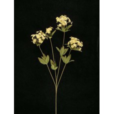 Candy Tuft, melon combo (lot of 12)