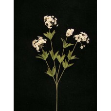 Candy Tuft, Pink Combo, Artificial Silk Flower (lot of 12)