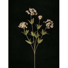 Candy Tuft, Purple Combo (lot of 12)