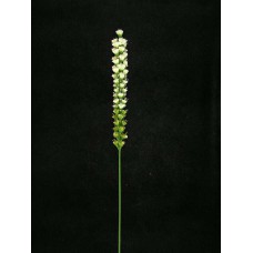 Liatris, white (lot of 12)