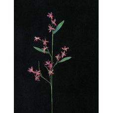 Handwrap Peruviana, burgundy (lot of 12)