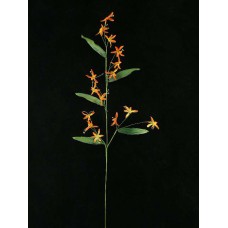 Handwrap Peruviana, burnt orange (lot of 12)