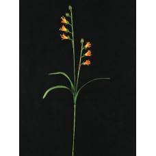 Handwrap Freesia Spray, burnt orange (lot of 12)