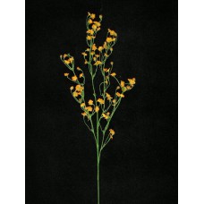 Gypsophilia, orange (lot of 48)