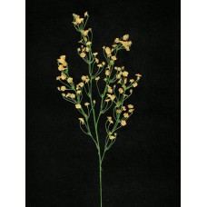 Gypsophilia, peach (lot of 48)