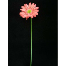 Gerber Daisy Silk Flower Spray, rose (lot of 12)