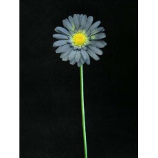 Gerber Daisy Spray, wedgewood blue (lot of 12)