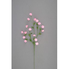 Miniature Marigold, peach (lot of 24) SALE ITEM