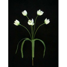 Crocus x5, white (lot of 12)