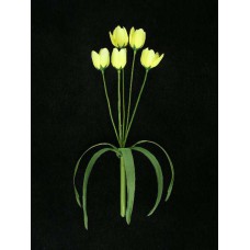 Crocus, yellow (lot of 12)