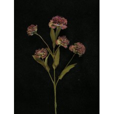 Dried Carnation Spray, plum (lot of 12)
