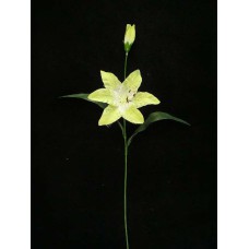 Tiger Lily, yellow (lot of 12)