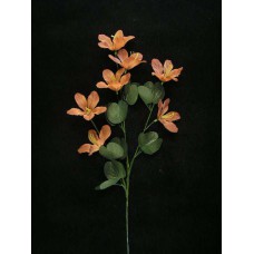 Hybrid Azalea, beige (lot of 12)