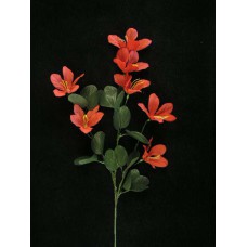 Hybrid Azalea, spice (lot of 12)