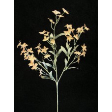 Pastel Water Color Gypsophilia, Peach, Artificial Silk Flower (lot of 12)