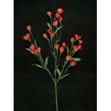 Pixie Blossom, spice (lot of 12)