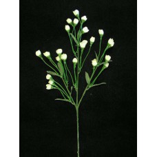 Pixie Blossom, yellow (lot of 12)