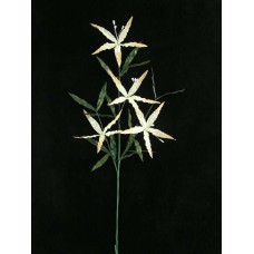 Handwrap Lily Spray, peach (lot of 12)