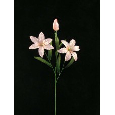 Tiger Lily, dusty rose combo (lot of 12)