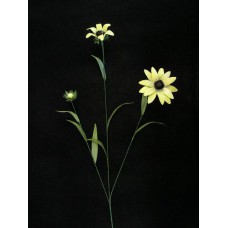 Handwrap Daisy, yellow (lot of 12)