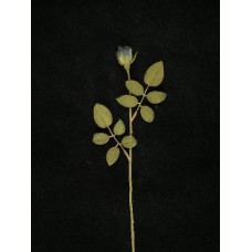 Dried Rosebud, navy blue (lot of 36)