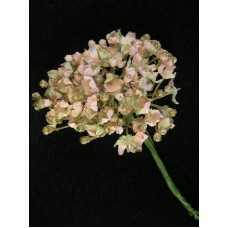 Gypsophilia Pick, Peach with Gold (lot of 12)