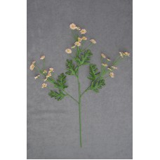 Miniature Daisy, peach, 21 inch (lot of 24)