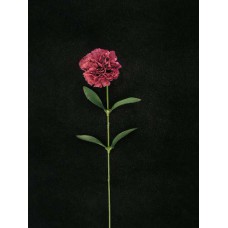 Carnation, dark mauve (lot of 36)