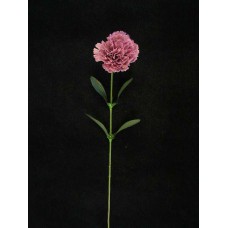 Carnation, light mauve (lot of 36)