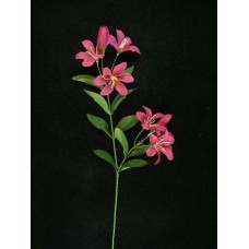 Tiger Lily, burgundy (lot of 24)