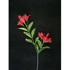 Tiger Lily, dark burgundy (lot of 24)