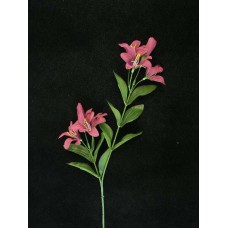 Tiger Lily, dark mauve (lot of 24)